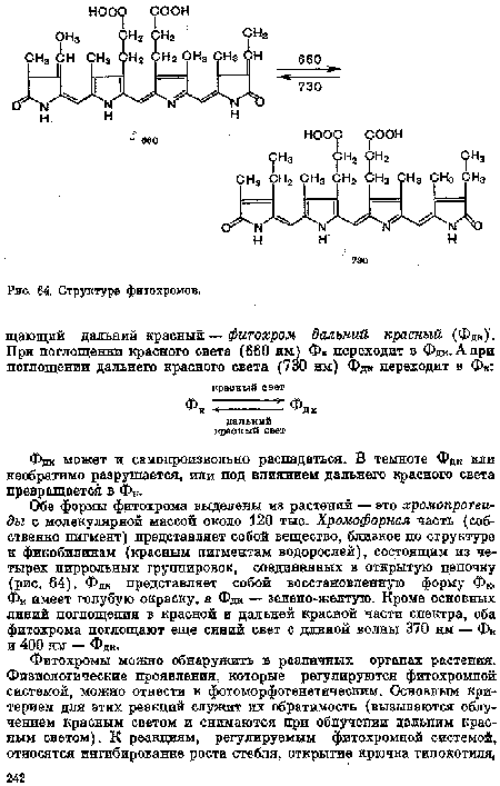 Фак может и самопроизвольно распадаться. В темноте Фак или необратимо разрушается, или под влиянием дальнего красного света превращается в Фк.