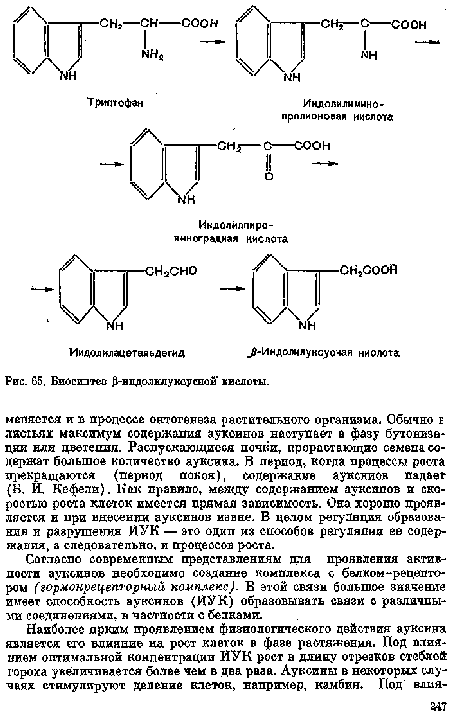 Биосинтез {1-индолилуксусной  кислоты.