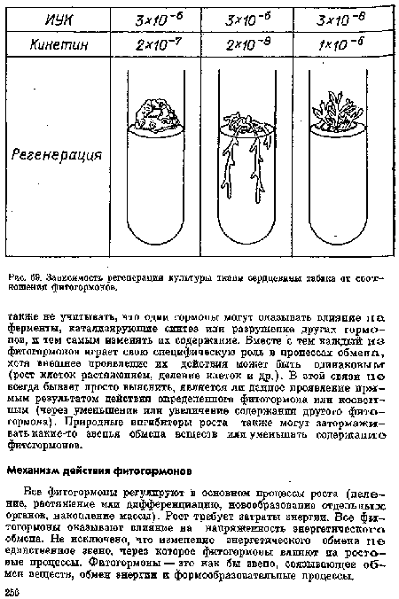 Рве. 69. Зависимость регенерация культуры тхавв сердцевины табака от соотношения фитогормонов.