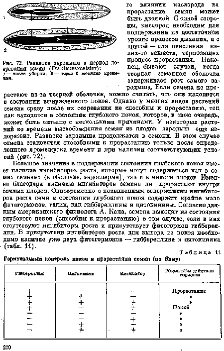 Развитие зародыша в период дозревания семян (ЕгектизехсеШог)