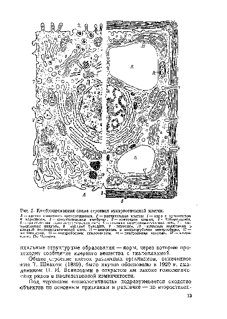 Комбинированная схема строения эукариотической клетки.