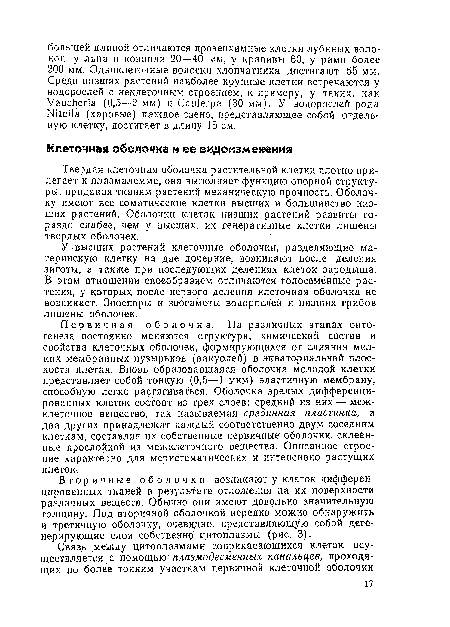 Первичная оболочка. На различных этапах онтогенеза постоянно меняются структура, химический состав и свойства клеточных оболочек, формирующихся от слияния мелких мембранных пузырьков (вакуолей) в экваториальной плоскости клетки. Вновь образовавшаяся оболочка молодой клетки представляет собой тонкую (0,5—1 мкм) эластичную мембрану, способную легко растягиваться. Оболочка зрелых дифференцированных клеток состоит из трех слоев: средний из них — межклеточное вещество, так называемая срединная пластинка, а два других принадлежат каждый соответственно двум соседним клеткам, составляя их собственные первичные оболочки, склеенные прослойкой из межклеточного вещества. Описанное строение характерно для меристематических и интенсивно растущих клеток.