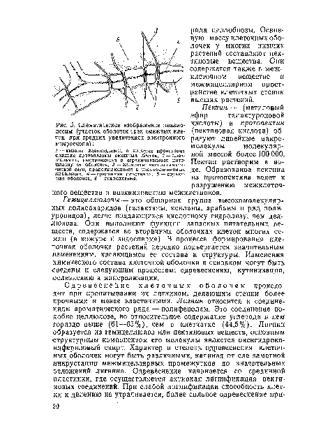 Схематическое изображение плазмо-десмы (участок оболочек трех смежных клеток при средних увеличениях электронного микроскопа)