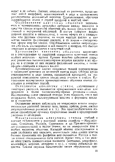 Кути низа ция клеточных оболочек заключается в откладывании на наружной поверхности клеточной стенки особого вещества — кутина. Кутины подобно суберинам содержат различные высокомолекулярные жирные кислоты и их эфиры, но в отличие от них лишены феллоновой кислоты, а также эфиров глицерина и жирных кислот.