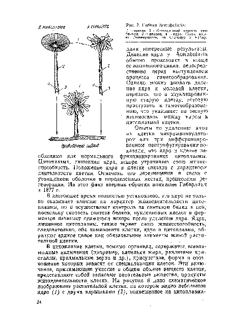 Опыты по удалению ядра из клетки микроманипулятором или при дифференцированном центрифугировании показали, что ядро в клетке необходимо для нормального функционирования цитоплазмы. Цитоплазма, лишенная ядра, вскоре утрачивает свою жизнеспособность. Положение ядра в клетке связано с характером деятельности клетки. Отмечены его перемещения в связи с утолщением оболочки в определенных местах, процессами регенерации. На этот факт впервые обратил внимание Габерлапд в 1877 г.