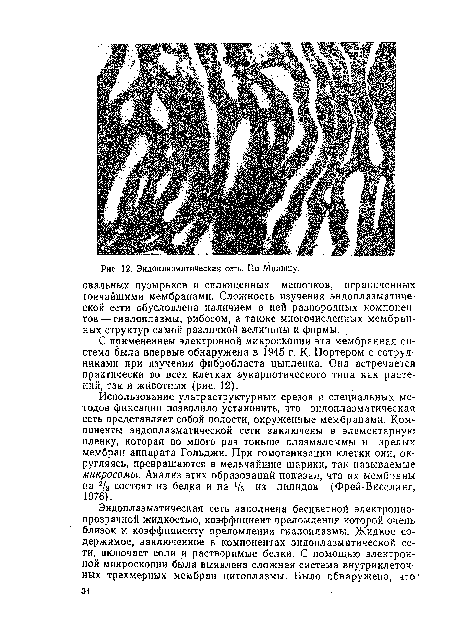 С применением электронной микроскопии эта мембранная система была впервые обнаружена в 1945 г. К. Портером с сотрудниками при изучении фибробласта цыпленка. Она встречается практически во всех клетках эукариотического типа как растений, так и животных (рис. 12).