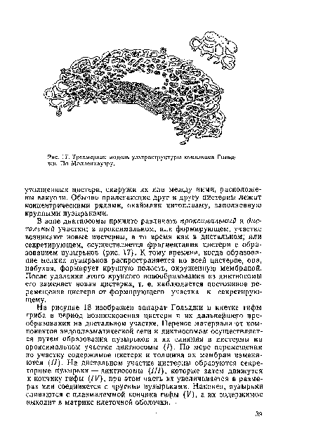 В зоне диктиосомы принято различать проксимальный и дистальный участки; в проксимальном, или формирующем, участке возникают новые цистерны, в то время как в дистальном, или секретирующем, осуществляется фрагментация цистерн с образованием пузырьков (рис. 17). К тому времени, когда образование мелких пузырьков распространяется по всей цистерне, она, набухая, формирует крупную полость, окруженную мембраной. После удаления этого крупного новообразования из диктиосомы его заменяет новая цистерна, т. е. наблюдается постоянное перемещение цистерн от формирующего участка к секретирую-щему.