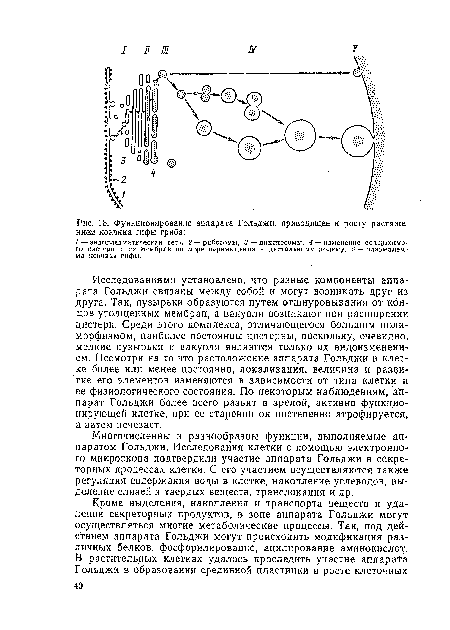 Функционирование аппарата Гольджи, приводящее к росту растяжением кончика гифы гриба