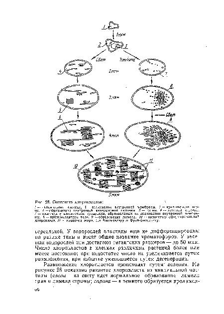 Онтогенез хлоропластов