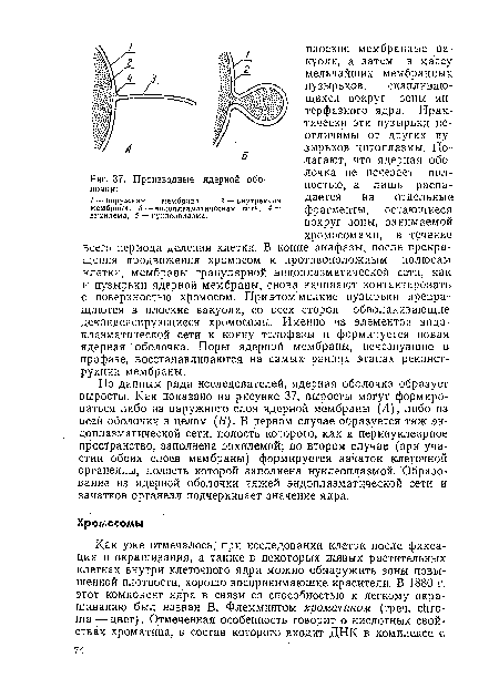 Производные ядерной оболочки