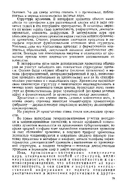 Структура хромосом. В интерфазе хроматин обычно выявляется по периферии ядра растительной клетки или в виде сетчатых тяжей в его внутреннем пространстве. В некоторые периоды он может терять свою компактность, разрыхляться, деконден-сироваться, становясь диффузным. В интерфазном ядре при неполном разрыхлении хромосом видны участки конденсированного хроматина. Степень уменьшения плотности хроматина в интерфазе отражает функциональное состояние этой структуры. Максимальная его конденсация приводит к формированию компактных образований, получивших название митотических хромосом. Вначале они относительно инертны и отличаются от хроматина прежде всего плотностью упаковки составляющих их элементов.