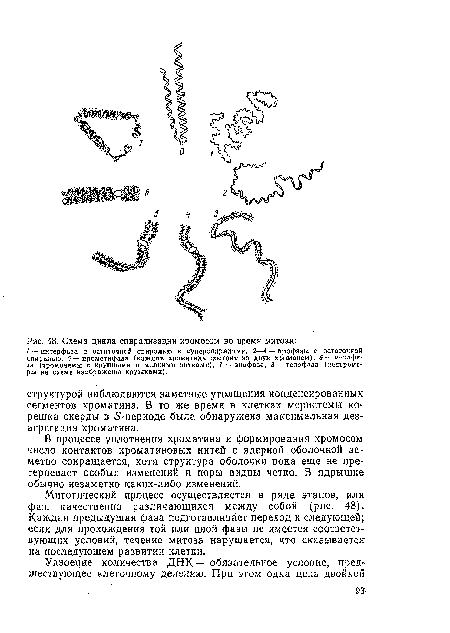 Митотический процесс осуществляется в ряде этапов, или фаз, качественно различающихся между собой (рис, 48). Каждая предыдущая фаза подготавливает переход к следующей; если для прохождения той или иной фазы не имеется соответствующих условий, течение митоза нарушается, что сказывается на последующем развитии клетки.