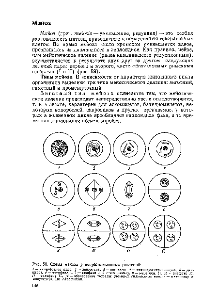 Схема мейоза у покрытосеменных растений