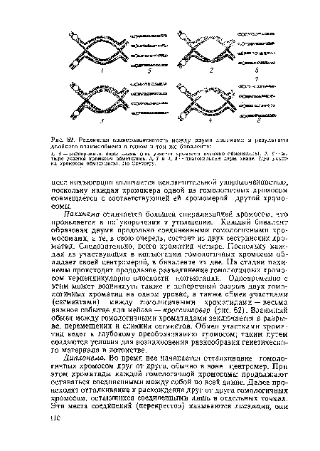 Пахинема отличается большей спирализацией хромосом, что проявляется в их укорочении и утолщении. Каждый бивалент образован двумя продольно соединенными гомологичными хромосомами, а те, в свою очередь, состоят из двух сестринских хро-матид. Следовательно, всего хроматид четыре. Поскольку каждая из участвующих в конъюгации гомологичных хромосом обладает своей центромерой, в биваленте их две. На стадии пахи-немы происходит продольное разъединение гомологичных хромосом перпендикулярно плоскости конъюгации. Одновременно с этим может возникнуть также и поперечный разрыв двух гомологичных хроматид на одном уровне, а также обмен участками (сегментами) между гомологичными хроматидами — весьма важное событие для мейоза — кроссинговер (рис. 62). Взаимный обмен между гомологичными хроматидами заключается в разрыве, перемещении и слиянии сегментов. Обмен участками хроматид ведет к глубокому преобразованию хромосом; таким путем создаются условия для возникновения разнообразия генетического материала в потомстве.