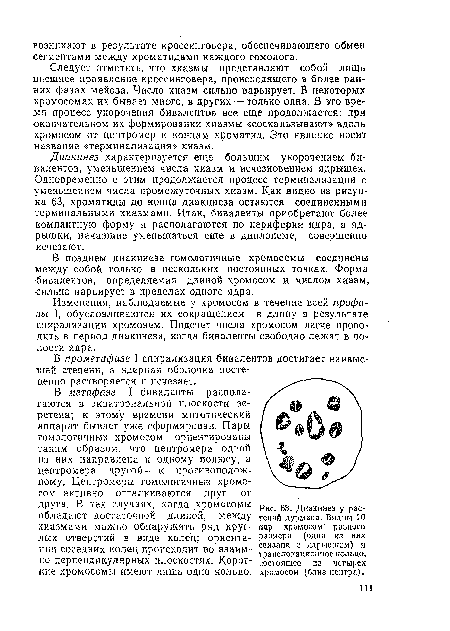 Диакинез у растений дурмана. Видны 10 пар хромосом разного размера (одна из них связана с ядрышком) и транслокационное кольцо, состоящее из четырех хромосом {близ центра).