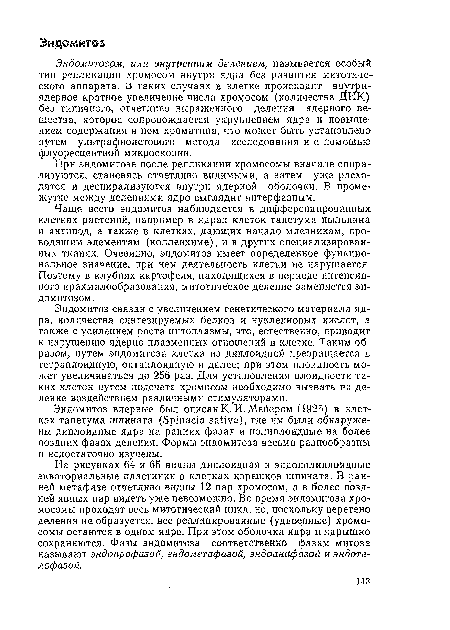 Эндомитозом, или внутренним делением, называется особый тип репликации хромосом внутри ядра без развития митотического аппарата. В таких случаях в клетке происходит внутриядерное кратное увеличение числа хромосом (количества ДНК) без типичного, отчетливо выраженного деления ядерного вещества, которое сопровождается укрупнением ядра и повышением содержания в нем хроматина, что может быть установлено путем ультрафиолетового метода исследования и с помощью флуоресцентной микроскопии.