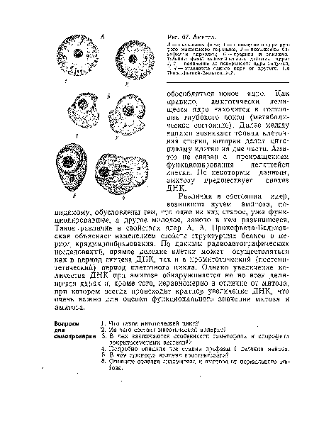 А — начальная фаза: / — появление в ядре второго маленького ядрышка, 2 — повышение ба-зофилии ядрышка; £ —средняя и заключительная фазы амитотнческого деления ядра: 1, 2 — появление на поверхности ядра вздутия, 3, 4— отделение одного ядра от другого. По Прокофьевой-Бельговской.