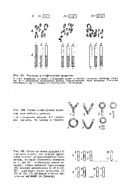 Схема хромосом дурмана (А) (предполагается, что каждая хромосома состоит из двух различных половинок, которые обозначены номерами от 1 до 24— изображены только четыре) ; схема взаимной транслокации (в) между хромосомами (1, 2) и (17, 18), дающими новые хромосомы {1, 18) и (2, 17), входящие в состав третичных мутаций. По Данжару.