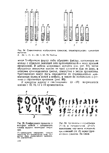 Конфигурация хромосом в метафазе мейоза у материнских клеток пыльцы некоторых гибридов