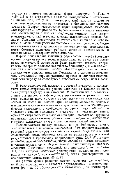 В фазе одноядерной пыльцы у растений кукурузы с молдавским типом стерильности резких различий от вышеописанного типа ультраструктуры не отмечено. У растений же с техасским типом стерильности наблюдалось отставание в развитии пластид, большая часть которых имела единичные тилакоиды или совсем не имела их; митохондрии характеризовались плотным матриксом и слабо выраженными кристами; малочисленные рибосомы находились в свободном состоянии. Таким образом, в эндотеции стенки пыльника у кукурузы с техасским типом мужской стерильности в фазе одноядерной пыльцы обнаружены нарушения крахмального обмена, что приводит в дальнейшем к гибели пыльцевых зерен и стерильности зрелой пыльцы.