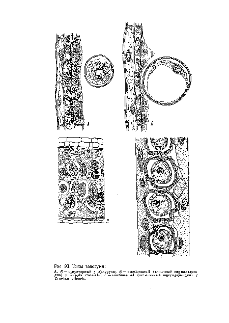 А, Б — секреторный у кукурузы; В — амебоидный (типичный периплазмодий) у 1£ирр1а гс еГаи; Г — амебоидный (нетипичный периплазмодий) у Сгирша уПеапз.