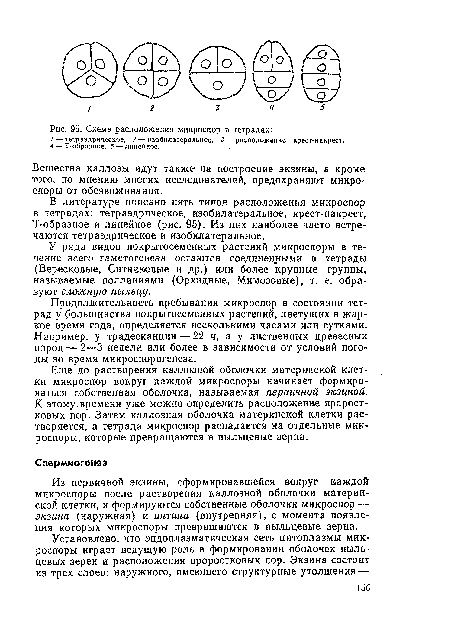 Схема расположения микроспор в тетрадах