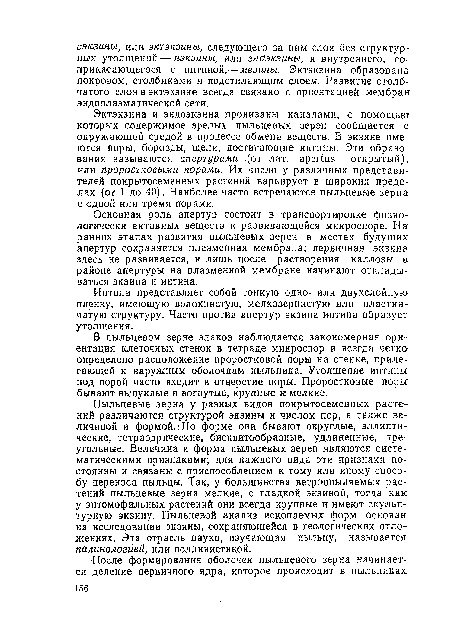 Интина представляет собой тонкую одно- или двухслойную пленку, имеющую волокнистую, мелкозернистую или пластинчатую структуру. Часто против апертур экзина интина образует утолщения.