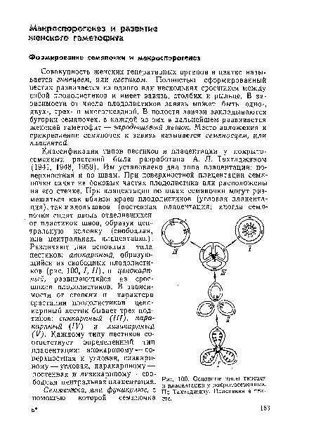 Классификация типов пестиков и плацентации у покрытосеменных растений была разработана А. Л. Тахтаджяном (1941, 1948,. 1959). Им установлено два типа плацентации: по-верхностнай и по швам. При поверхностной плацентации семяпочки сидят на боковых частях плодолистика или расположены на его стенке. При плацентации по швам семяпочки могут размещаться как вблизи краев плодолистиков (угловая плацентация), так и вдоль швов (постенная плацентация; иногда семяпочки сидят вдоль отделившихся от пластинок швов, образуя центральную колонку (свободная, или центральная, плацентация).