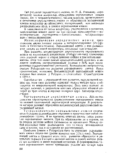 Биспорические зародышевые мешки. Allium-тип развития характеризуется формированием зародышевого мешка из нижней халазальной двухъядерной макроспоры. В результате четырех делений образуется восьмиядерный двухполюсный зародышевый мешок.