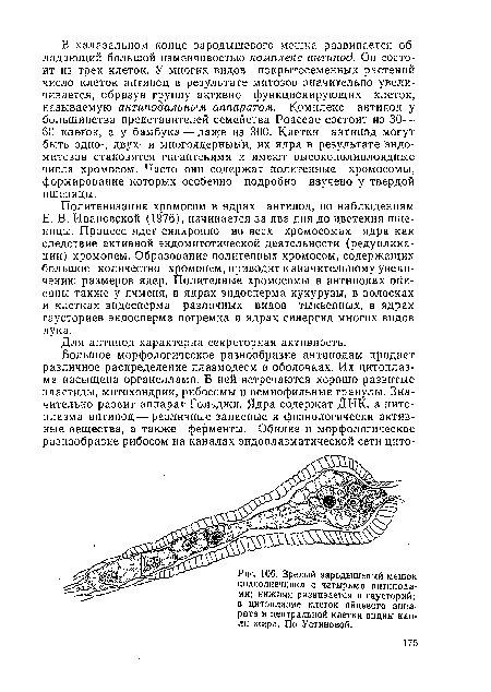 Зрелый зародышевый мешок подсолнечника с четырьмя антиподами; нижняя развивается в гаусторий; в цитоплазме клеток яйцевого аппарата и центральной клетки видны капли жира. По Устиновой.