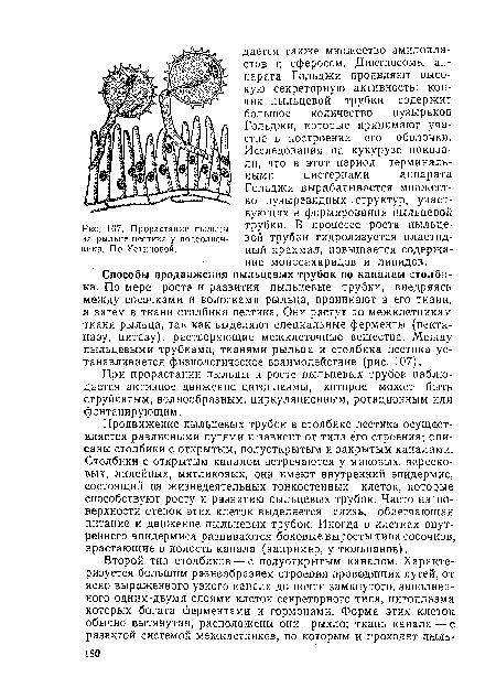 При прорастании пыльцы и росте пыльцевых трубок наблюдается активное движение цитоплазмы, которое может быть струйчатым, волнообразным, циркуляционным, ротационным или фонтанирующим.