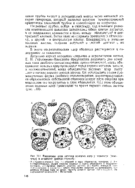 Различные типы слияния половых ядер у злаковых (пшеница) и лилейных (рябчик горный)