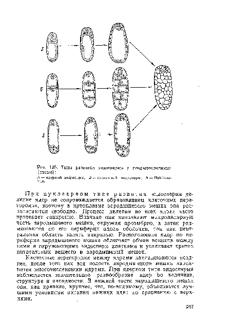 Клеточные перегородки между ядрами закладываются позднее, после того как вся полость зародышевого мешка заполнится многочисленными ядрами. При ядерном типе эндосперма наблюдается значительное разнообразие ядер по величине, ■структуре и плоидности. В нижней части зародышевого мешка они, как правило, крупнее, что, по-видимому, объясняется лучшими условиями питания нижних ядер по сравнению с верхними.