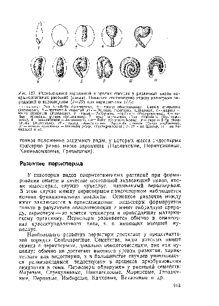 Расположение зародышей в зрелых семенах у различных видов покрытосеменных растений (схема). Показано соотношение между размерами зародышей и эндоспермом (1—10) или периспермом (11)