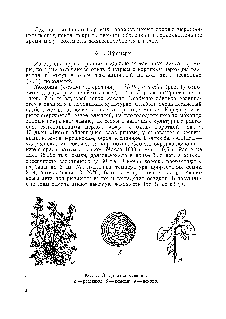 Звездчатка средняя