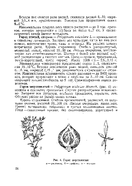 Горец шероховатый