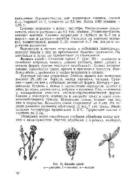 Василёк синий