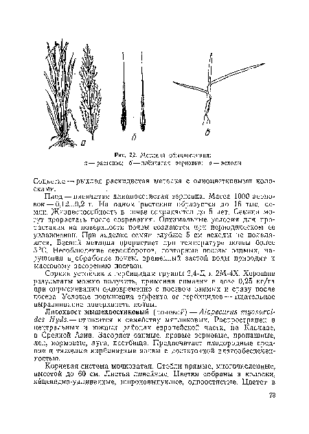 Метлица обыкновенная
