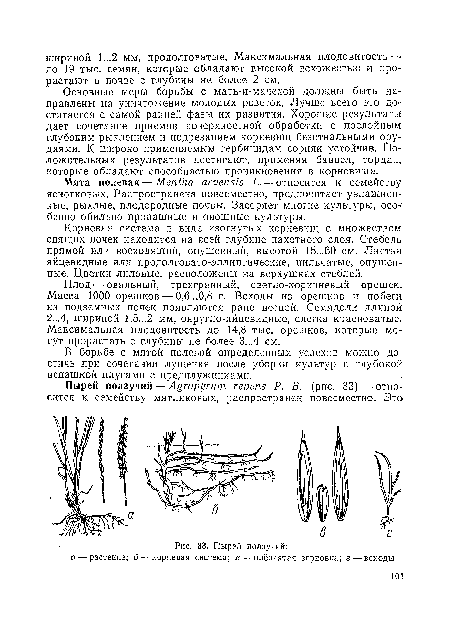 Пырей ползучий