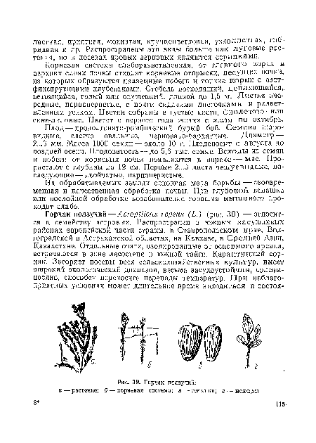 Горчак ползучий