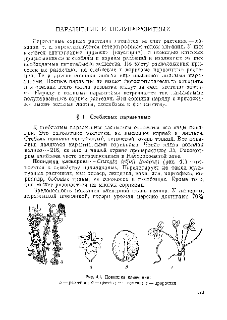 Повилика клеверная