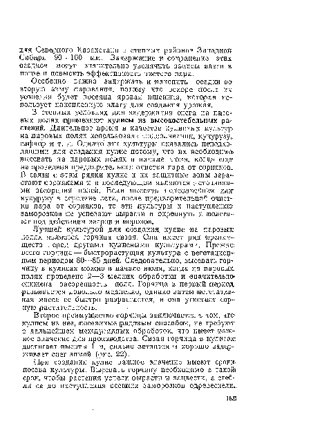 При создании кулис важное значение имеют сроки посева культуры. Высевать горчицу необходимо в такой срок, чтобы растения успели вырасти и зацвести, а стебли ее до наступления осенних заморозков одревеснели..