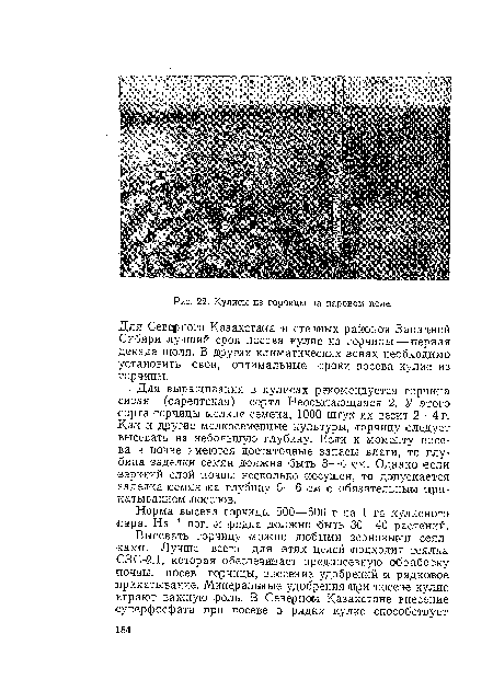 Для Северного Казахстана я -степных районов За.пада-юй ■Сибири лучший срок посева кулис из горчицы — первая декада июля. В других климатических зонах необходимо установить свои, оптимальные сроки посева кулис из горчицы.