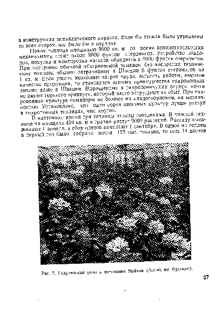 Гидропонные розы в питомнике Мейяна (Антиб, юг Франции).