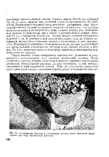 Выращивание рассады в распиленной пополам бочке. Бетонный желоб служит для сбора питательного раствора.