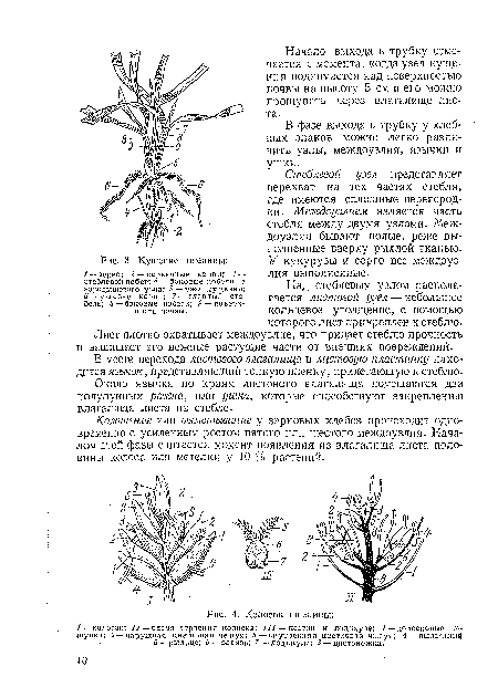 Кущение пшеницы