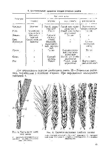 Части листа хлеб-	рис, 6. Соцветия колосовых хлебных злаков