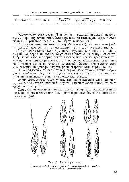 Зерно московского типа крупное, широкое, с горбатой спинкой. Вершинка зерна широкая, внутренняя цветковая чешуя открыта. С брюшной стороны зерно почти плоское, или слегка вдавлено в том месте, где с инм соприкасается второе зерно. Стерженек, соединяющий первое зерно со вторым, короткий. Зерно московского типа свойственно, например, широко распространенному сорту Победа.