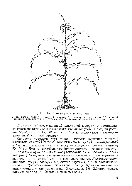 Листья линейные, с широкой пластинкой и коротким прозрачным язычком; их влагалища охватывают стеблевые узлы. На одном растении образуется от 8 до 40 листьев и более. Число узлов и листьев — устойчивый сортовой признак.