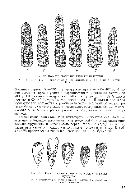 Определение подвидов. Вид культурной кукурузы Zea mays L. включает 8 подвидов, различающихся между собой по следующим признакам: крупность и поверхность зерна, строение верхушки зерна, развитие в зерне роговидного и мучнистого эндосперма и др. В таблице 23 представлены наиболее известные подвиды кукурузы.